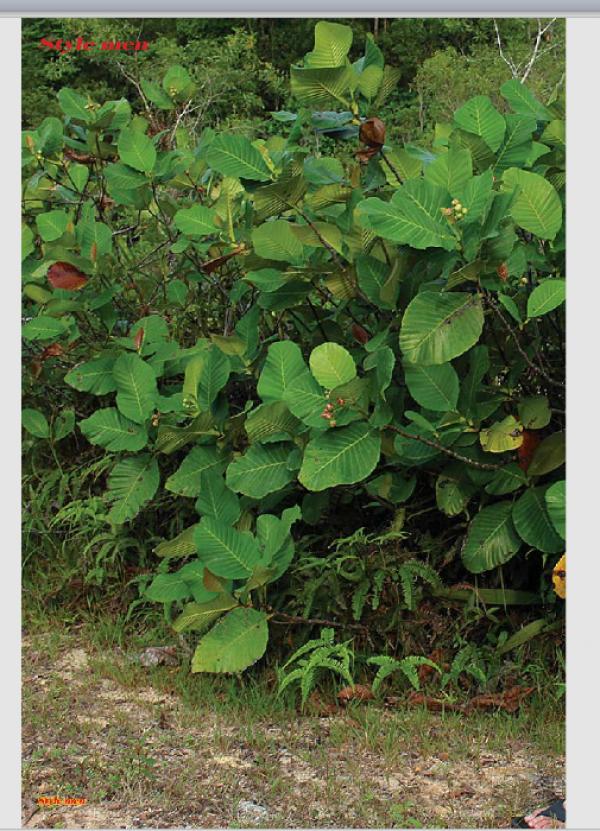 PHOTO-SET--Style-Men-X-15---Vietnamese-Go-Go-Boy-Tomas